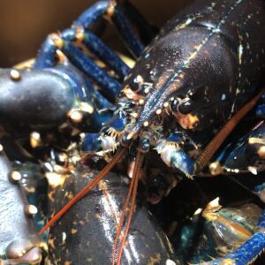 Llamàntol viu nacional