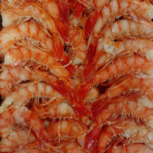 Cua gamba llistada N. 1