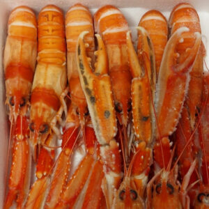 Escamarlà extra N. 00